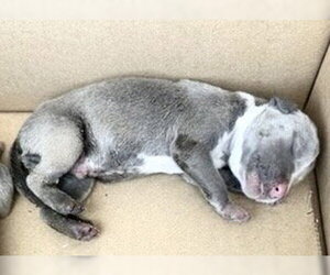 Medium Photo #1 Mutt Puppy For Sale in Houston, TX, USA