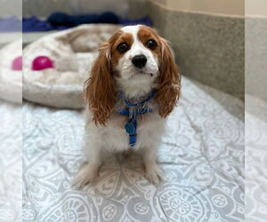 Cavalier King Charles Spaniel Dogs for adoption in Boston, MA, USA