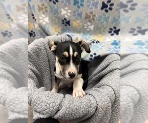 Labrador Retriever-Unknown Mix Dogs for adoption in Rosenberg, TX, USA