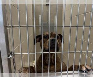 American Pit Bull Terrier Dogs for adoption in Decatur, IL, USA