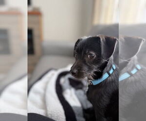 Mutt Dogs for adoption in Plymouth, MN, USA