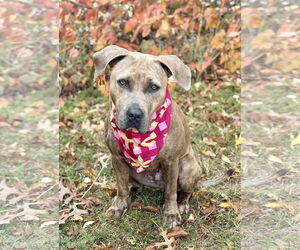 American Pit Bull Terrier-Unknown Mix Dogs for adoption in Spring Lake, NJ, USA