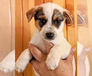 Australian Shepherd-Red Heeler Mix Dogs for adoption in Pena Blanca, NM, USA