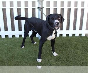 Labrador Retriever-Unknown Mix Dogs for adoption in Modesto, CA, USA