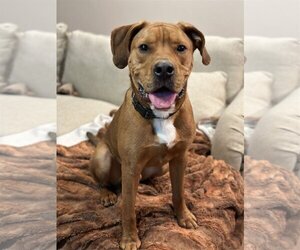 American Pit Bull Terrier-Chinese Shar-Pei Mix Dogs for adoption in Techny, IL, USA