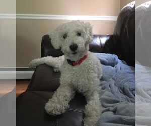 Poodle (Miniature) Dogs for adoption in Doylestown, PA, USA
