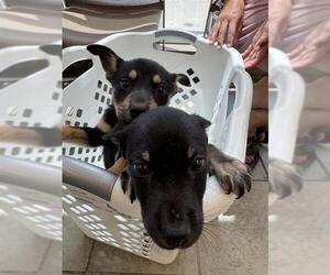 German Shepherd Dog-Unknown Mix Dogs for adoption in San Antonio, TX, USA