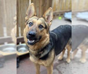German Shepherd Dog Dogs for adoption in Santa Maria, CA, USA