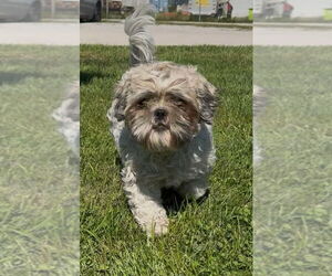 Shih Tzu-Unknown Mix Dogs for adoption in Minneapolis, MN, USA