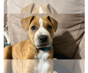 American Pit Bull Terrier-Unknown Mix Dogs for adoption in Tampa, FL, USA