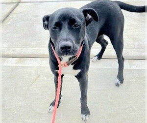 Labrador Retriever-Unknown Mix Dogs for adoption in Houston, TX, USA