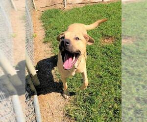 Mastiff Dogs for adoption in Hillsdale, IN, USA