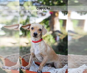 Chihuahua Dogs for adoption in Sandy, UT, USA