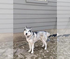 Siberian Husky-Unknown Mix Dogs for adoption in San Antonio, TX, USA