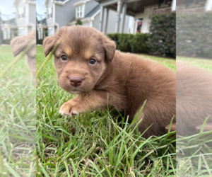 Border Collie Dogs for adoption in Holly Springs, NC, USA