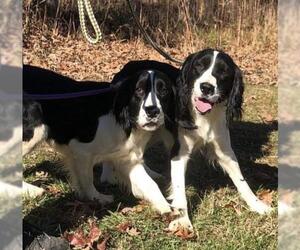 English Springer Spaniel Dogs for adoption in Columbus, IN, USA