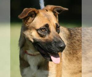 German Shepherd Dog-Unknown Mix Dogs for adoption in North Fort Myers, FL, USA