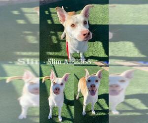 German Shepherd Dog Dogs for adoption in HESPERIA, CA, USA