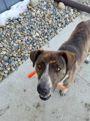 Mountain Cur Dogs for adoption in Carroll, IA, USA