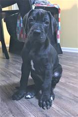 Medium Photo #1 Great Dane Puppy For Sale in Huntersville, NC, USA