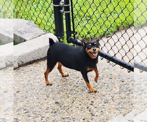 Miniature Pinscher Dogs for adoption in Perth Amboy, NJ, USA