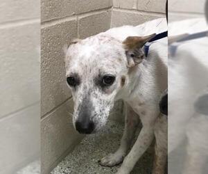 Mutt Dogs for adoption in Conroe, TX, USA