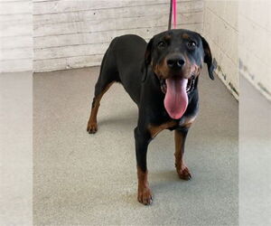 Rottweiler Dogs for adoption in San Bernardino, CA, USA