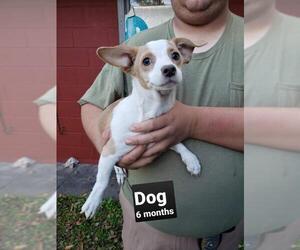 Rat-Cha Dogs for adoption in Oakhurst, NJ, USA