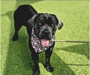 American Pit Bull Terrier-Unknown Mix Dogs for adoption in Placerville, CA, USA