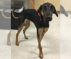 Doberman Pinscher Dogs for adoption in Riverside, CA, USA