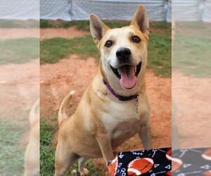 Shiba Inu-Unknown Mix Dogs for adoption in Rockaway, NJ, USA