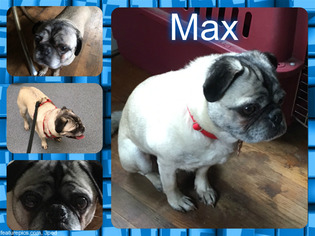 Pug Dogs for adoption in Walled Lake , MI, USA
