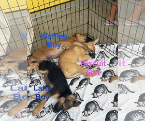 Retriever -Unknown Mix Dogs for adoption in Jackson Township, NJ, USA