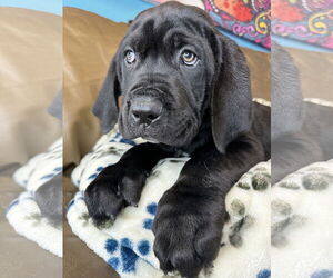 Mutt Dogs for adoption in Goodyear, AZ, USA