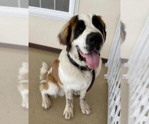 Saint Bernard Dogs for adoption in Mundelein, IL, USA