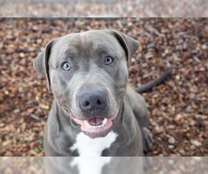 American Pit Bull Terrier Dogs for adoption in Santa Rosa, CA, USA