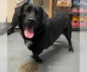 Basset Hound Dogs for adoption in Hamilton, GA, USA