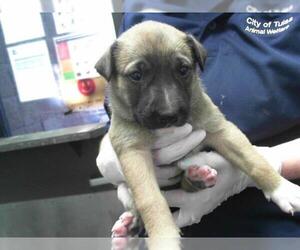 German Shepherd Dog-Unknown Mix Dogs for adoption in Tulsa, OK, USA