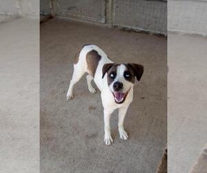 Mutt Dogs for adoption in DuQuoin, IL, USA