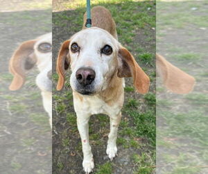 Mutt Dogs for adoption in Tarboro, NC, USA