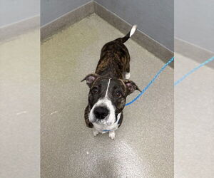 Staffordshire Bull Terrier-Unknown Mix Dogs for adoption in Las Vegas, NV, USA