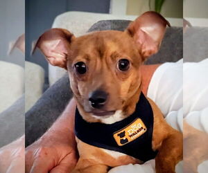 Chihuahua-Unknown Mix Dogs for adoption in Oakland Park, FL, USA