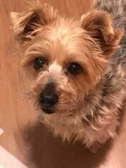 Silky Terrier Dogs for adoption in Ardsley, NY, USA