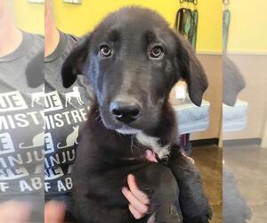Small Labrador Retriever Mix