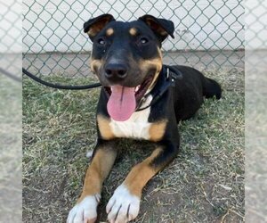 Bull Terrier Dogs for adoption in Phoenix, AZ, USA