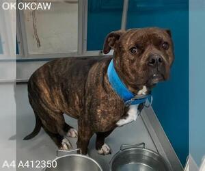 Mutt Dogs for adoption in Oklahoma City, OK, USA