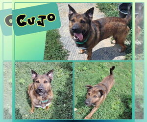 German Shepherd Dog Dogs for adoption in Pierceton , IN, USA