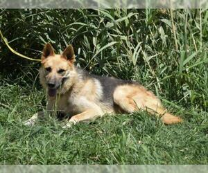 German Shepherd Dog Dogs for adoption in Scottsdale, AZ, USA