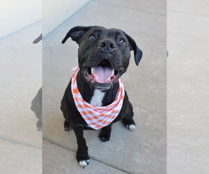 Medium Photo #2 Labrador Retriever-Unknown Mix Puppy For Sale in McKinney, TX, USA