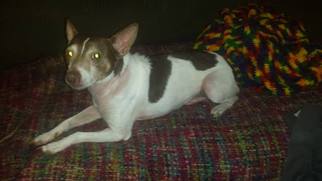 American Rat Pinscher Dogs for adoption in Iroquois, IL, USA
